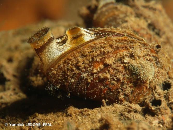 <i>Dreissena polymorpha</i> (Pallas, 1771) © Yannick LEDORÉ, FFAL