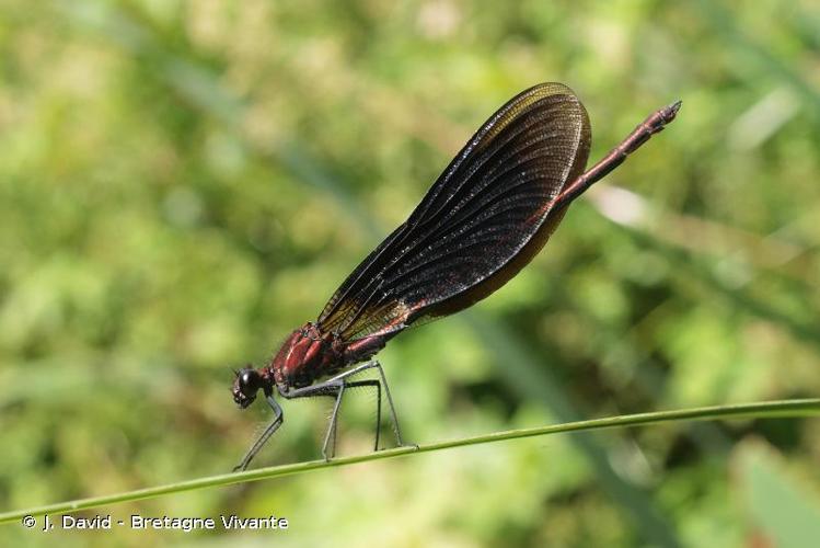 <i>Calopteryx haemorrhoidalis</i> (Vander Linden, 1825) © J. David - Bretagne Vivante