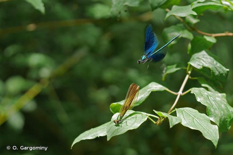 <i>Calopteryx virgo virgo</i> (Linnaeus, 1758) © O. Gargominy