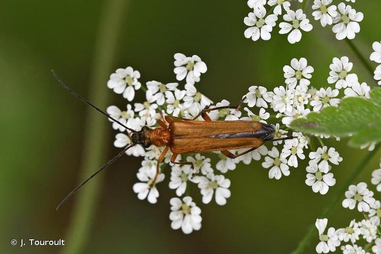 <i>Oedemera podagrariae podagrariae</i> (Linnaeus, 1767) © J. Touroult