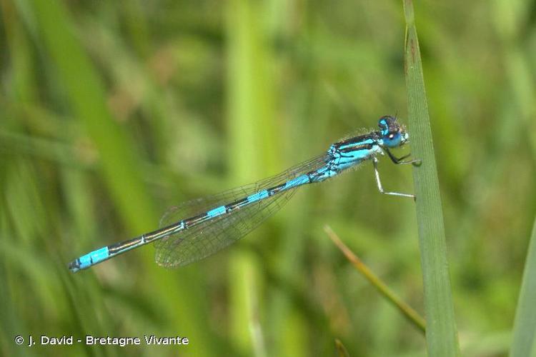 <i>Coenagrion scitulum</i> (Rambur, 1842) © J. David - Bretagne Vivante