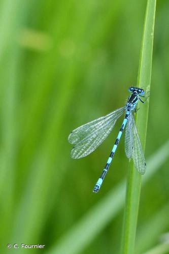 <i>Coenagrion mercuriale</i> (Charpentier, 1840) © C. Fournier