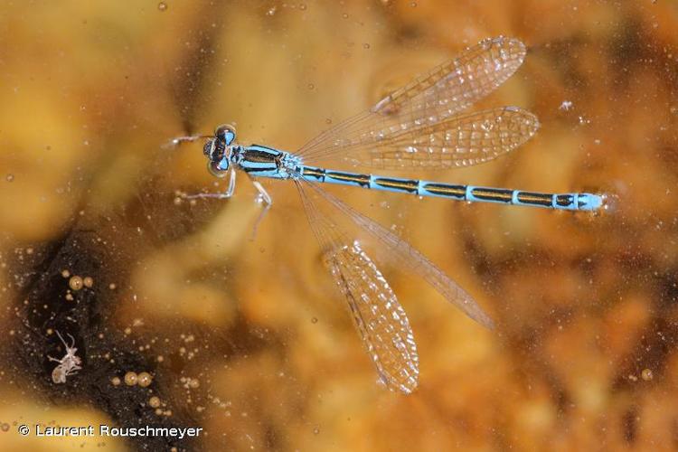 <i>Coenagrion caerulescens</i> (Boyer de Fonscolombe, 1838) © Laurent Rouschmeyer