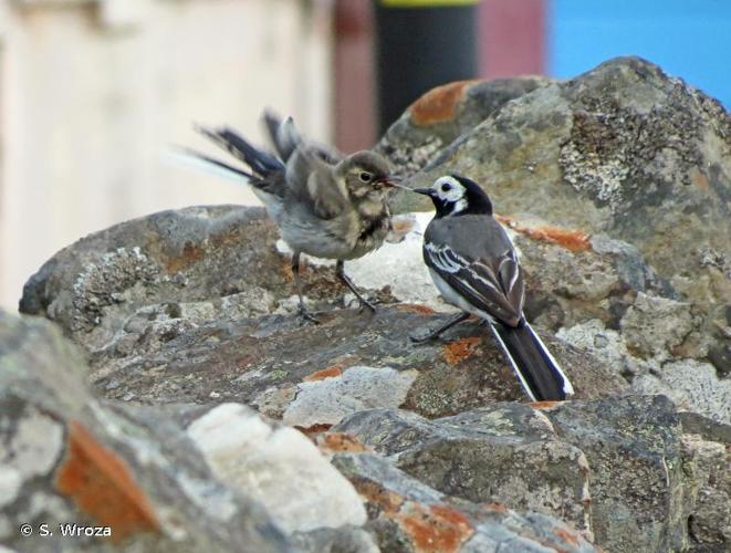 <i>Motacilla alba yarrellii</i> Gould, 1837 © S. Wroza