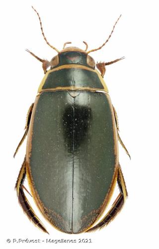 <i>Dytiscus circumflexus</i> Fabricius, 1801 © P.Prévost - Magellanes 2021