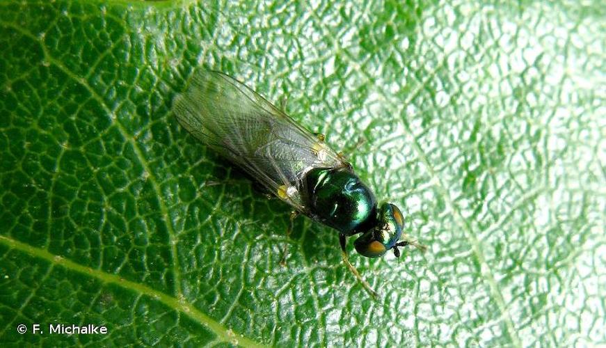 <i>Microchrysa polita</i> (Linnaeus, 1758) © F. Michalke