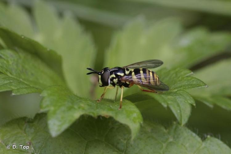 <i>Chrysotoxum verralli</i> Collin, 1940 © D. Top