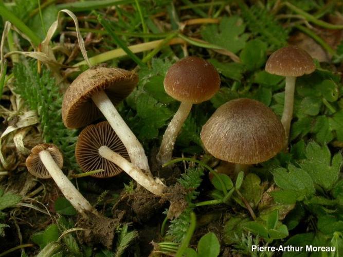 <i>Psathyrella panaeoloides</i> (Maire) Arnolds, 1982 © PA. Moreau