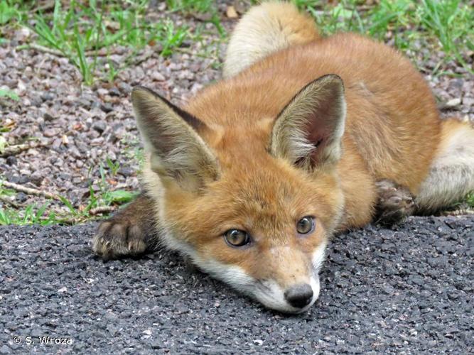 <i>Vulpes vulpes vulpes</i> (Linnaeus, 1758) © S. Wroza