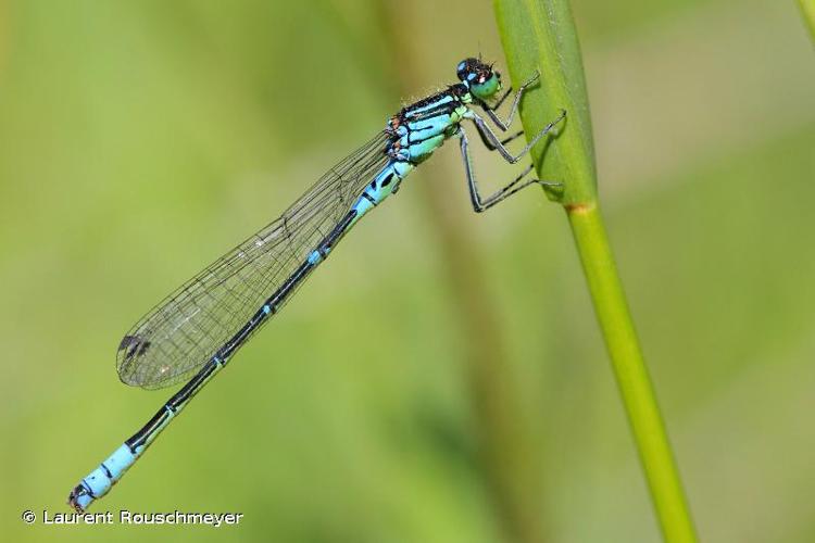 <i>Coenagrion lunulatum</i> (Charpentier, 1840) © Laurent Rouschmeyer