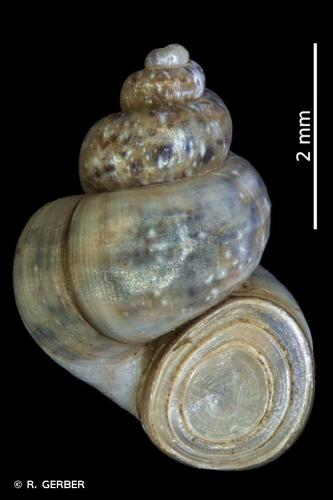 <i>Bithynia leachii</i> (Sheppard, 1823) © R. GERBER