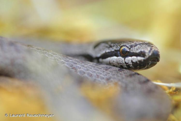 <i>Coronella austriaca austriaca</i> Laurenti, 1768 © Laurent Rouschmeyer