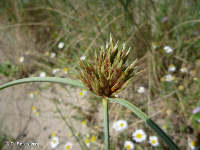 <i>Cyperus capitatus</i> Vand., 1771 &copy; P. Rouveyrol