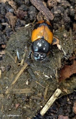 <i>Aphodius coniugatus</i> (Panzer, 1795) © Valladares L.