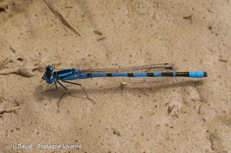 <i>Enallagma cyathigerum</i> (Charpentier, 1840) © J. David - Bretagne Vivante