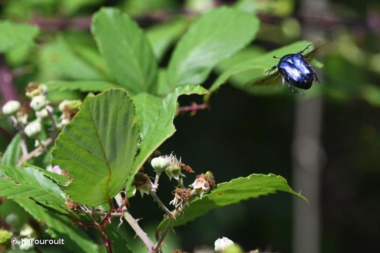 <i>Cetonia aurata pisana</i> Heer, 1841 © J. Touroult