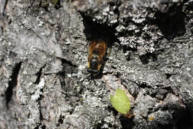 <i>Callicera fagesii</i> Guérin-Méneville, 1844 © D. Top