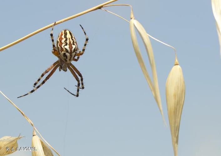 <i>Aculepeira armida</i> (Audouin, 1826) © J. LAIGNEL