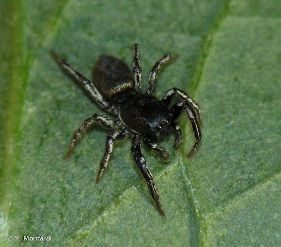 <i>Heliophanus patagiatus</i> Thorell, 1875 © Y. Montardi