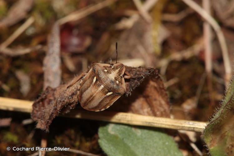 <i>Derula flavoguttata</i> Mulsant & Rey, 1856 © Cochard Pierre-Olivier