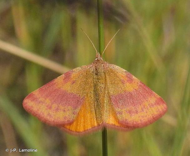<i>Lythria sanguinaria</i> (Duponchel, 1842) &copy; J-P. Lamoline