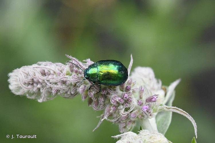 <i>Chrysolina herbacea herbacea</i> (Duftschmid, 1825) © J. Touroult