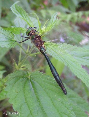 <i>Somatochlora meridionalis</i> Nielsen, 1935 © J. ICHTER