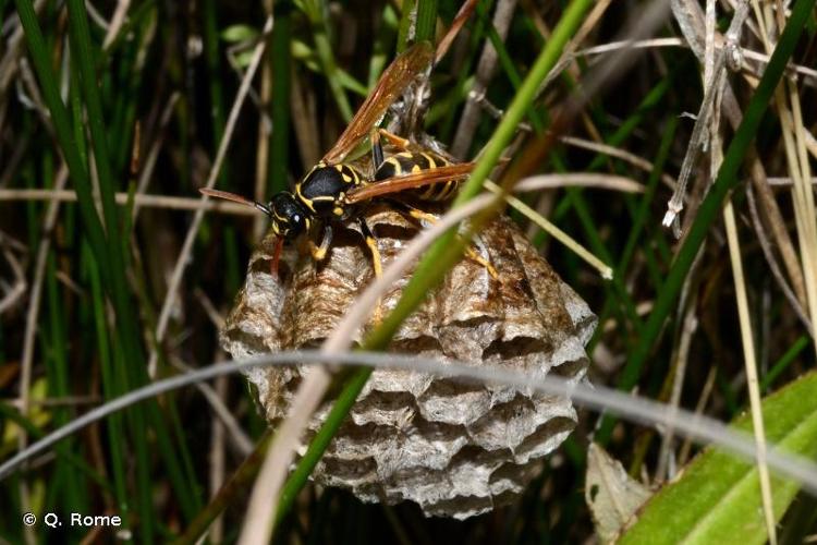 <i>Polistes opinabilis</i> Kohl, 1898 © Q. Rome