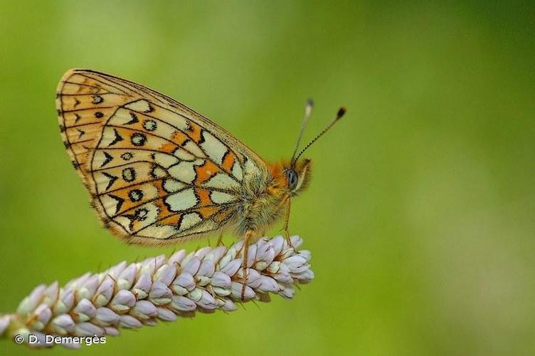 <i>Boloria eunomia</i> (Esper, 1800) © D. Demergès