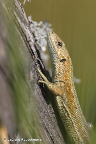 <i>Zootoca vivipara vivipara</i> (Lichtenstein, 1823) © Laurent Rouschmeyer