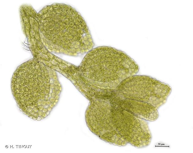 <i>Myriocoleopsis minutissima</i> (Sm.) R.L.Zhu, Y.Yu & Pócs, 2014 © H. TINGUY