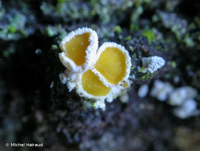 <i>Lachnellula calycina</i> (Schumach.) Sacc., 1889 © Michel Hairaud