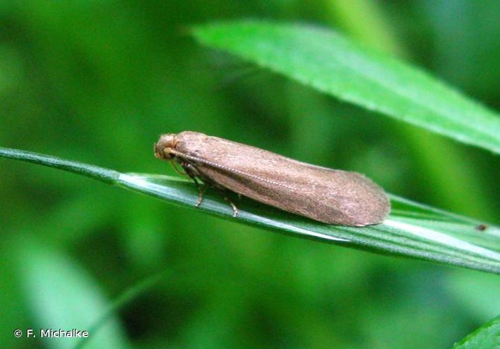 <i>Agnoea subochreella</i> (Doubleday, 1859) © F. Michalke