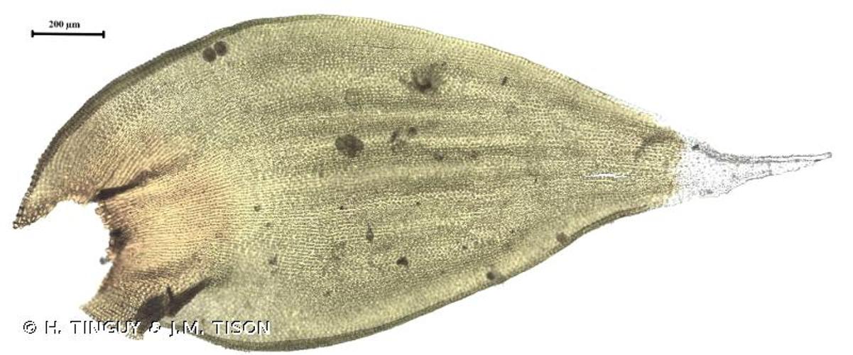 <i>Hedwigia striata</i> (Bruch & Schimp.) John Whitehead & Fergusson, 1879 &copy; H. TINGUY & J.M. TISON