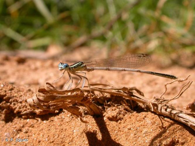 <i>Platycnemis latipes</i> Rambur, 1842 © F. Jiguet