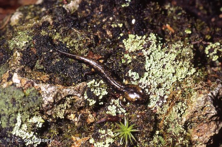 <i>Salamandra salamandra terrestris</i> (Lacepède, 1788) © J.-C. de Massary