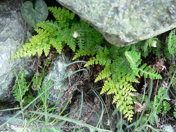 <i>Asplenium adiantum-nigrum </i>var.<i> silesiacum</i> (Milde) Milde, 1865 © S. Sant/ Parc Amazonien de Guyane