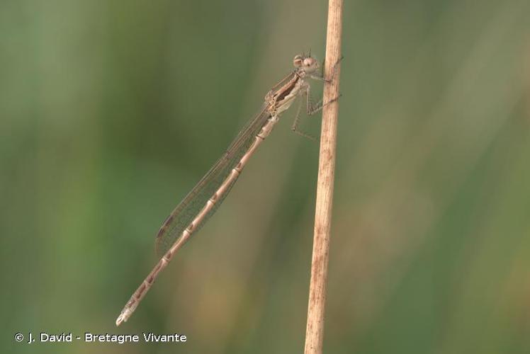 <i>Sympecma fusca</i> (Vander Linden, 1820) © J. David - Bretagne Vivante