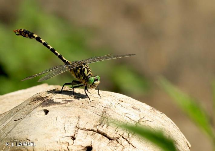 <i>Onychogomphus forcipatus</i> (Linnaeus, 1758) © J. LAIGNEL