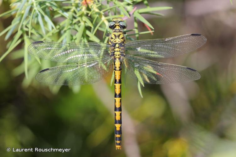 <i>Onychogomphus forcipatus unguiculatus</i> (Van der Linden, 1823) © Laurent Rouschmeyer