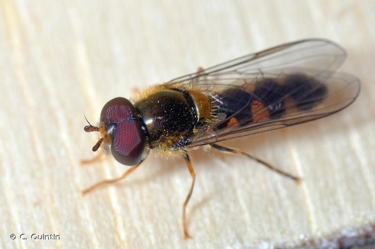 <i>Meligramma triangulifera</i> (Zetterstedt, 1843) © C. Quintin