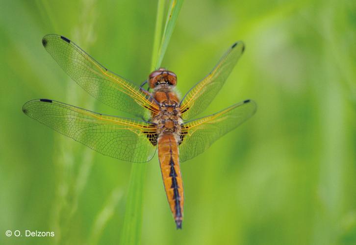 <i>Libellula fulva</i> O.F. Müller, 1764 © O. Delzons