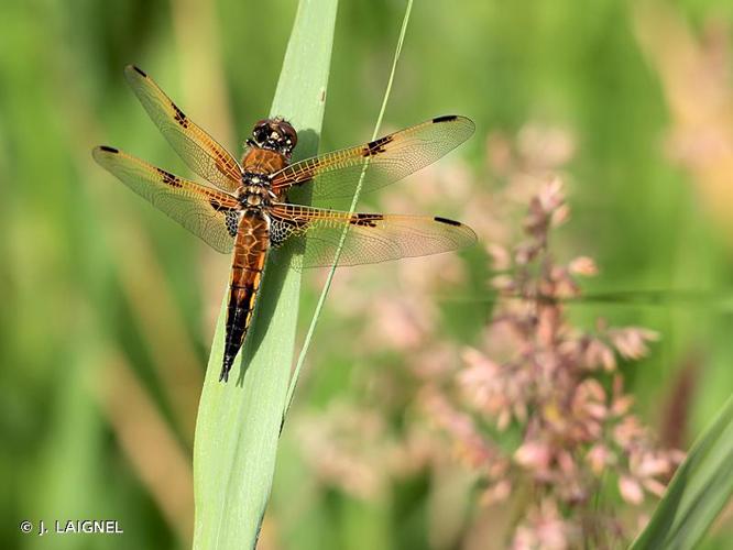 <i>Libellula quadrimaculata</i> Linnaeus, 1758 © J. LAIGNEL