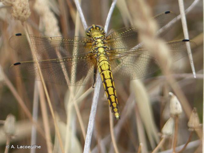 <i>Orthetrum cancellatum</i> (Linnaeus, 1758) © A. Lacoeuilhe