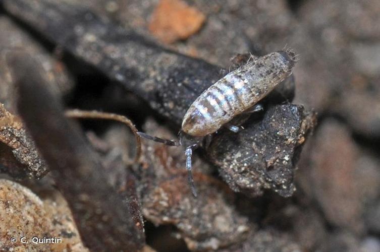 <i>Lepidocyrtus curvicollis</i> Bourlet, 1839 © C. Quintin