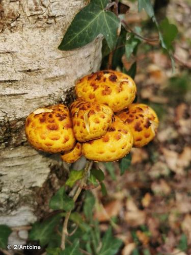 <i>Pholiota limonella</i> (Peck) Sacc., 1887 © Z'Antoine