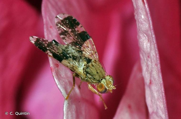 <i>Tephritis formosa</i> (Loew, 1844) © C. Quintin