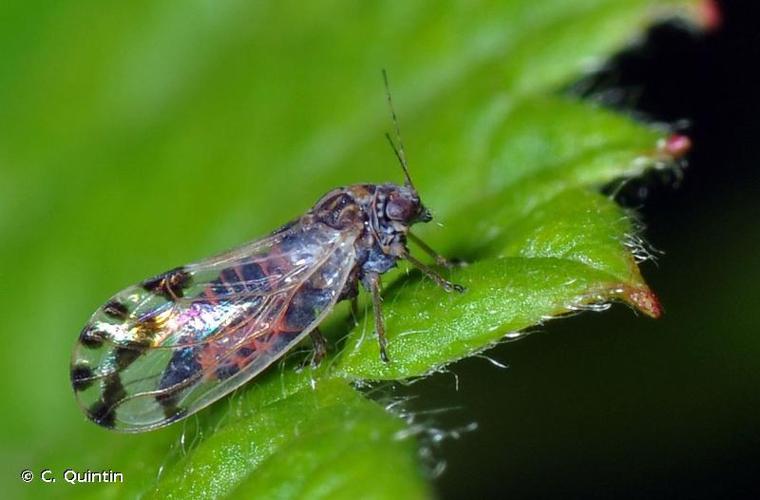 <i>Cacopsylla pulchella</i> (Löw, 1877) © C. Quintin