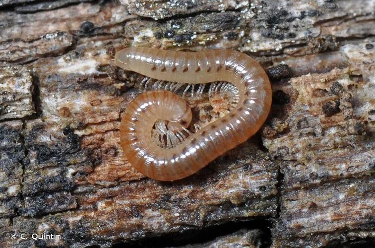 <i>Cylindroiulus punctatus</i> (Leach, 1815) © C. Quintin