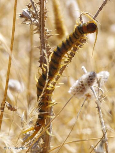 <i>Scolopendra cingulata</i> Latreille, 1789 © P. Gourdain